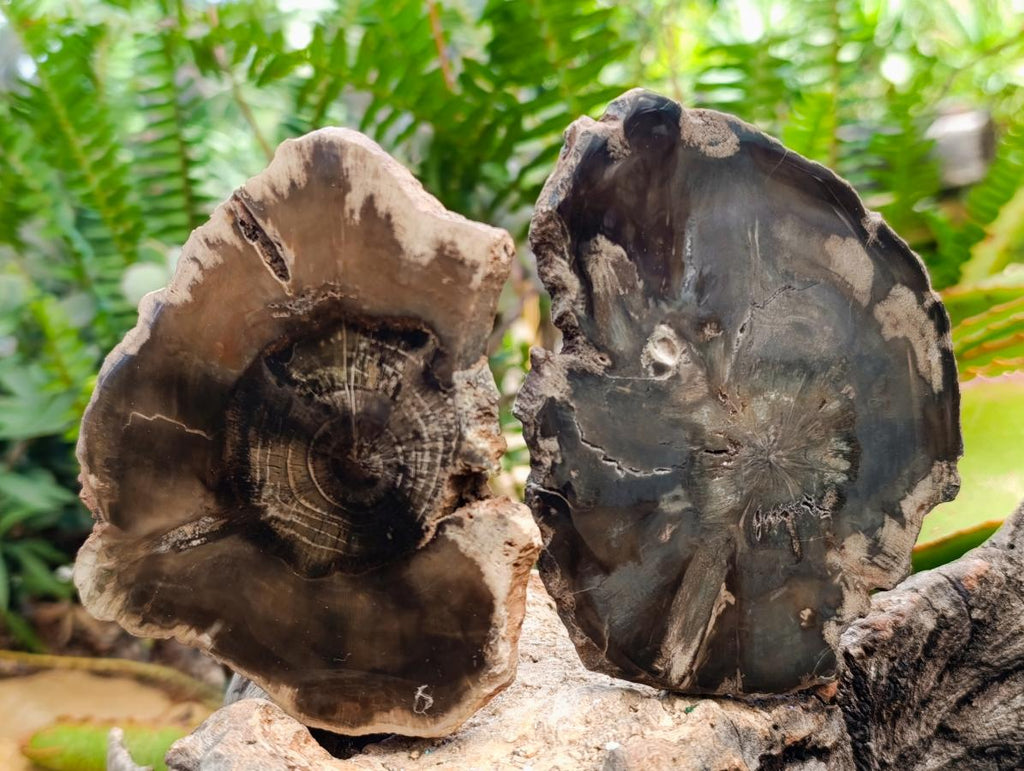 Polished Dadoxylon Petrified Wood Slices x 6 From Gokwe, Zimbabwe - Toprock Gemstones and Minerals 