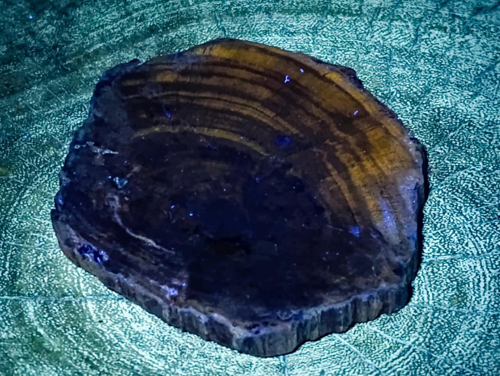 Polished Dadoxylon Petrified Wood Slices x 6 From Gokwe, Zimbabwe - Toprock Gemstones and Minerals 