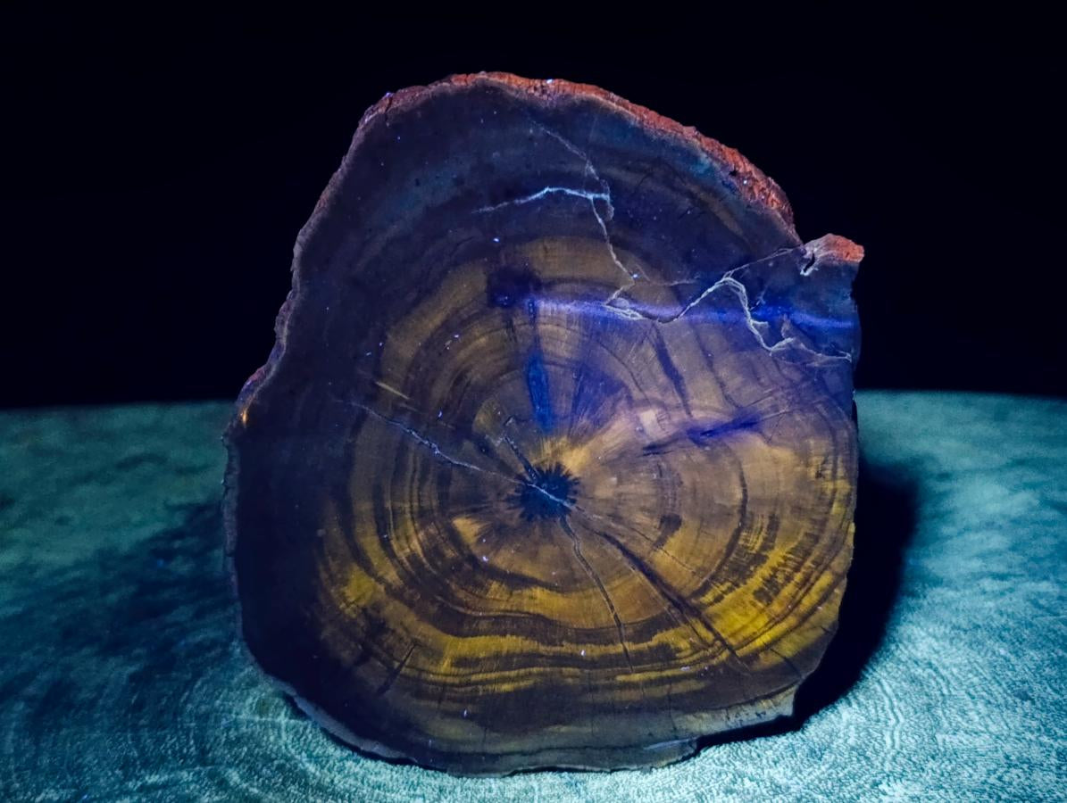 Polished Dadoxylon Petrified Wood Slices x 6 From Gokwe, Zimbabwe - Toprock Gemstones and Minerals 