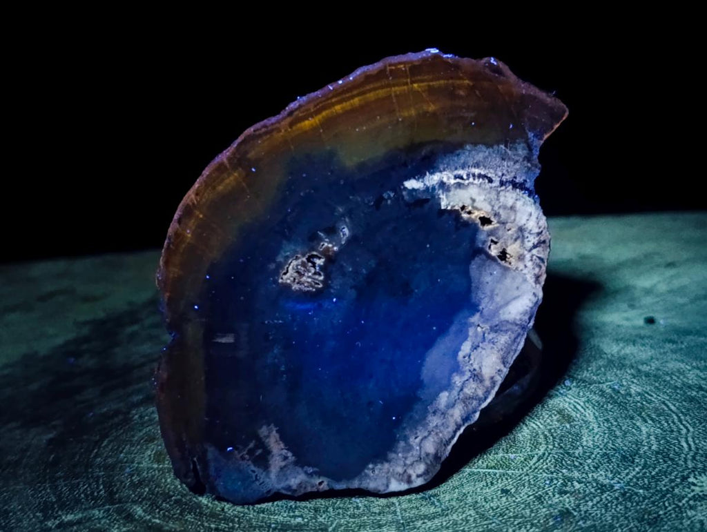 Polished Dadoxylon Petrified Wood Slices x 6 From Gokwe, Zimbabwe - Toprock Gemstones and Minerals 
