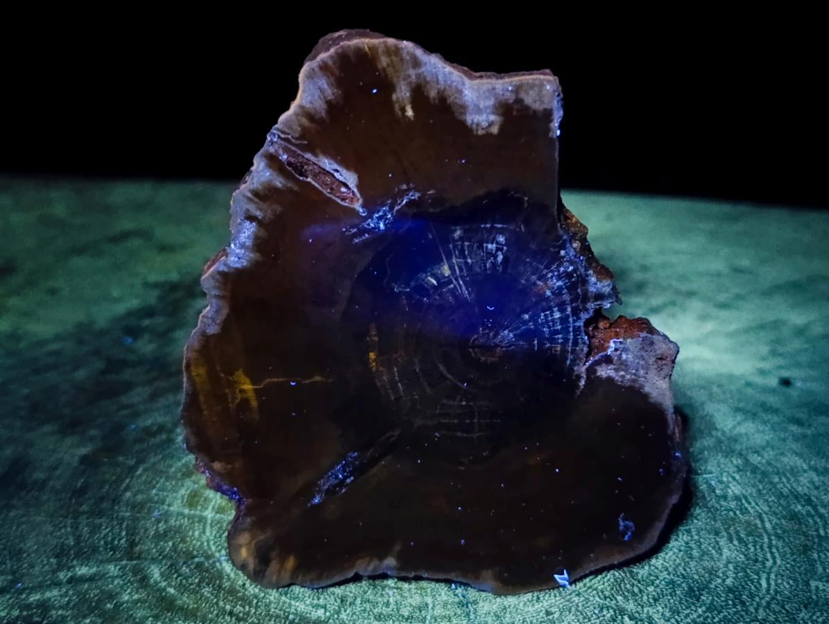 Polished Dadoxylon Petrified Wood Slices x 6 From Gokwe, Zimbabwe - Toprock Gemstones and Minerals 