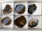 Polished Dadoxylon Petrified Wood Slices x 6 From Gokwe, Zimbabwe - Toprock Gemstones and Minerals 