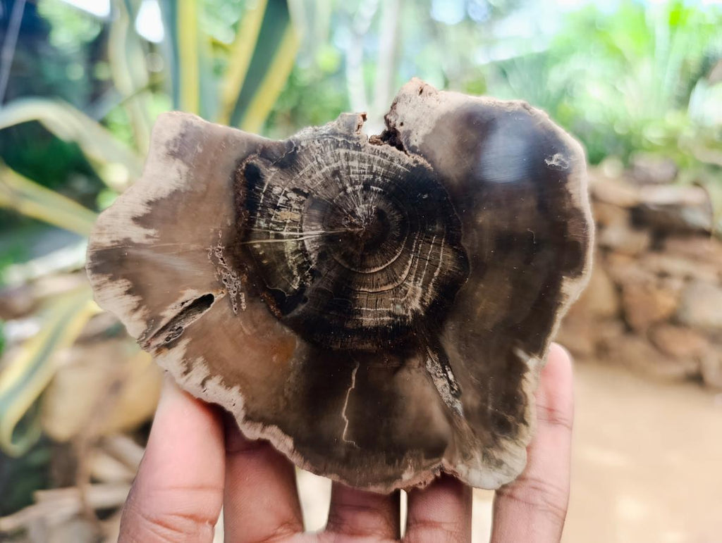 Polished Dadoxylon Petrified Wood Slices x 6 From Gokwe, Zimbabwe - Toprock Gemstones and Minerals 