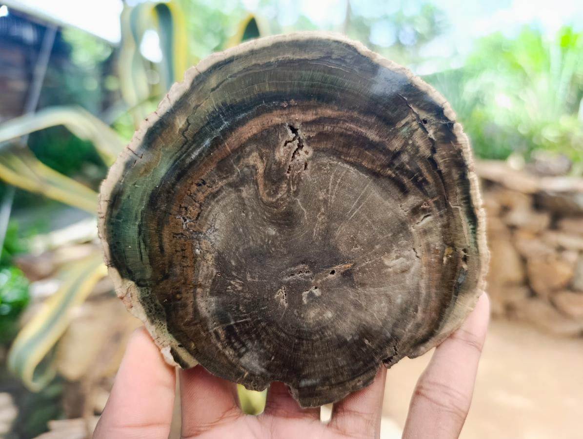 Polished Dadoxylon Petrified Wood Slices x 6 From Gokwe, Zimbabwe - Toprock Gemstones and Minerals 