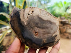 Polished Dadoxylon Petrified Wood Slices x 6 From Gokwe, Zimbabwe - Toprock Gemstones and Minerals 