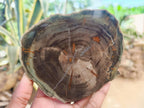 Polished Dadoxylon Petrified Wood Slices x 6 From Gokwe, Zimbabwe - Toprock Gemstones and Minerals 