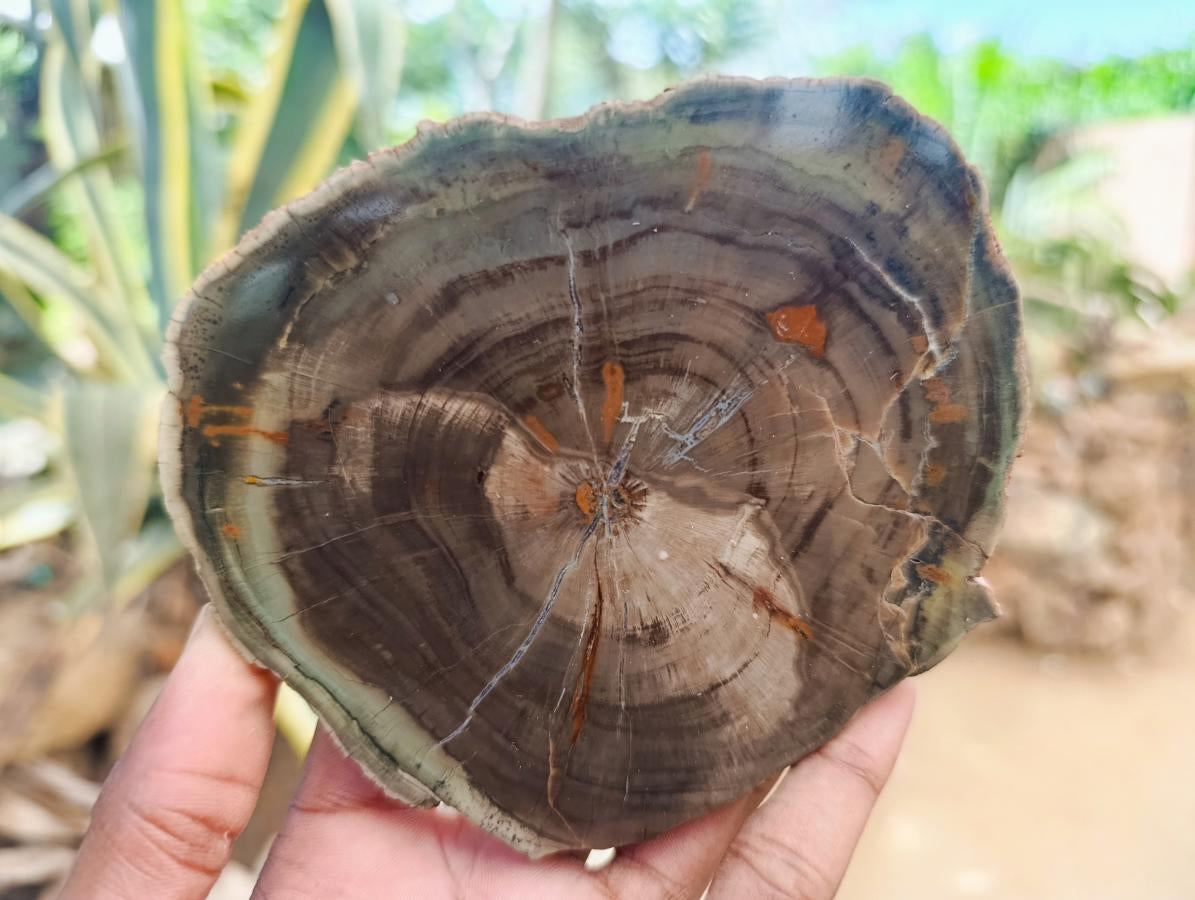 Polished Dadoxylon Petrified Wood Slices x 6 From Gokwe, Zimbabwe - Toprock Gemstones and Minerals 