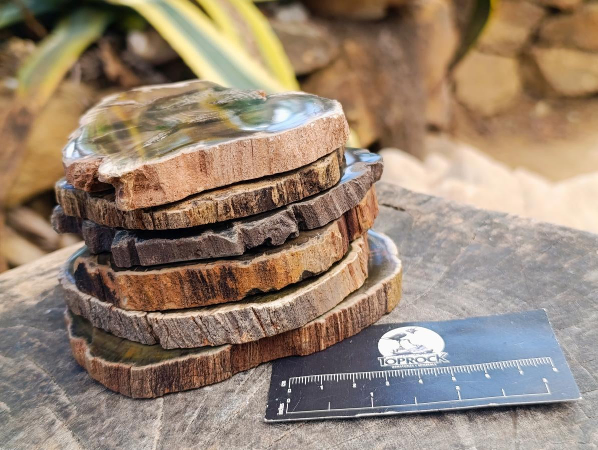 Polished Dadoxylon Petrified Wood Slices x 6 From Gokwe, Zimbabwe - Toprock Gemstones and Minerals 