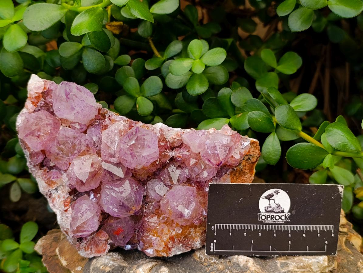 Natural Large Deep Amethyst Spirit Quartz Cluster x 1 From Boekenhouthoek, South Africa - Toprock Gemstones and Minerals 