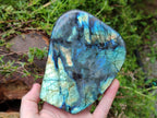 Polished Labradorite Standing Free Forms x 2 From Madagascar - Toprock Gemstones and Minerals 