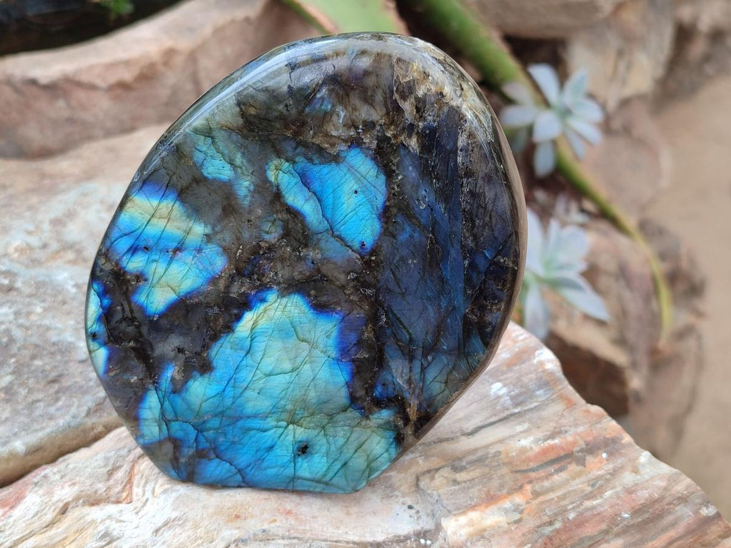 Polished Labradorite Standing Free Forms x 2 From Madagascar - Toprock Gemstones and Minerals 