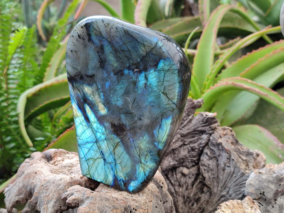 Polished Labradorite Standing Free Forms x 2 From Madagascar - Toprock Gemstones and Minerals 