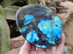 Polished Labradorite Standing Free Forms x 2 From Madagascar - Toprock Gemstones and Minerals 