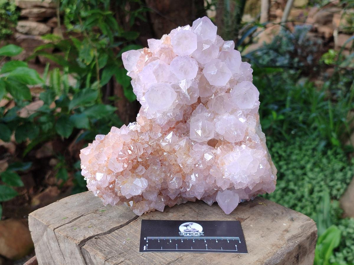 Natural Large Lilac Catcus Flower Amethyst Spirit Quartz Cluster x 1 From Boekenhouthoek, South Africa - Toprock Gemstones and Minerals 