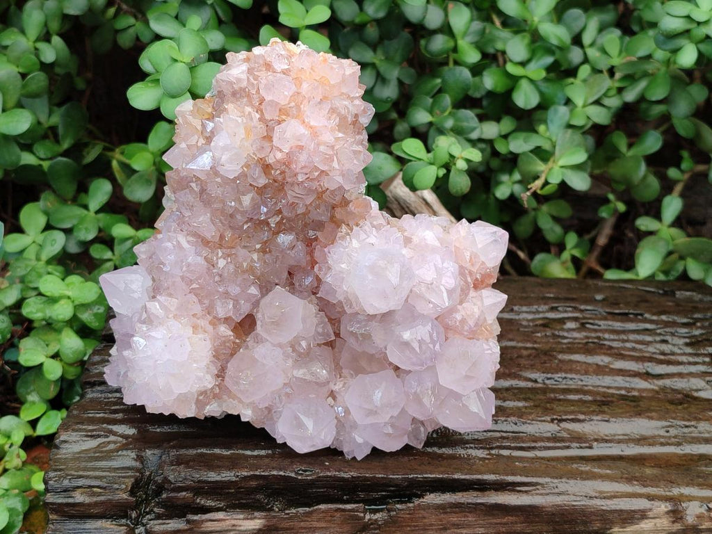 Natural Large Lilac Catcus Flower Amethyst Spirit Quartz Cluster x 1 From Boekenhouthoek, South Africa - Toprock Gemstones and Minerals 
