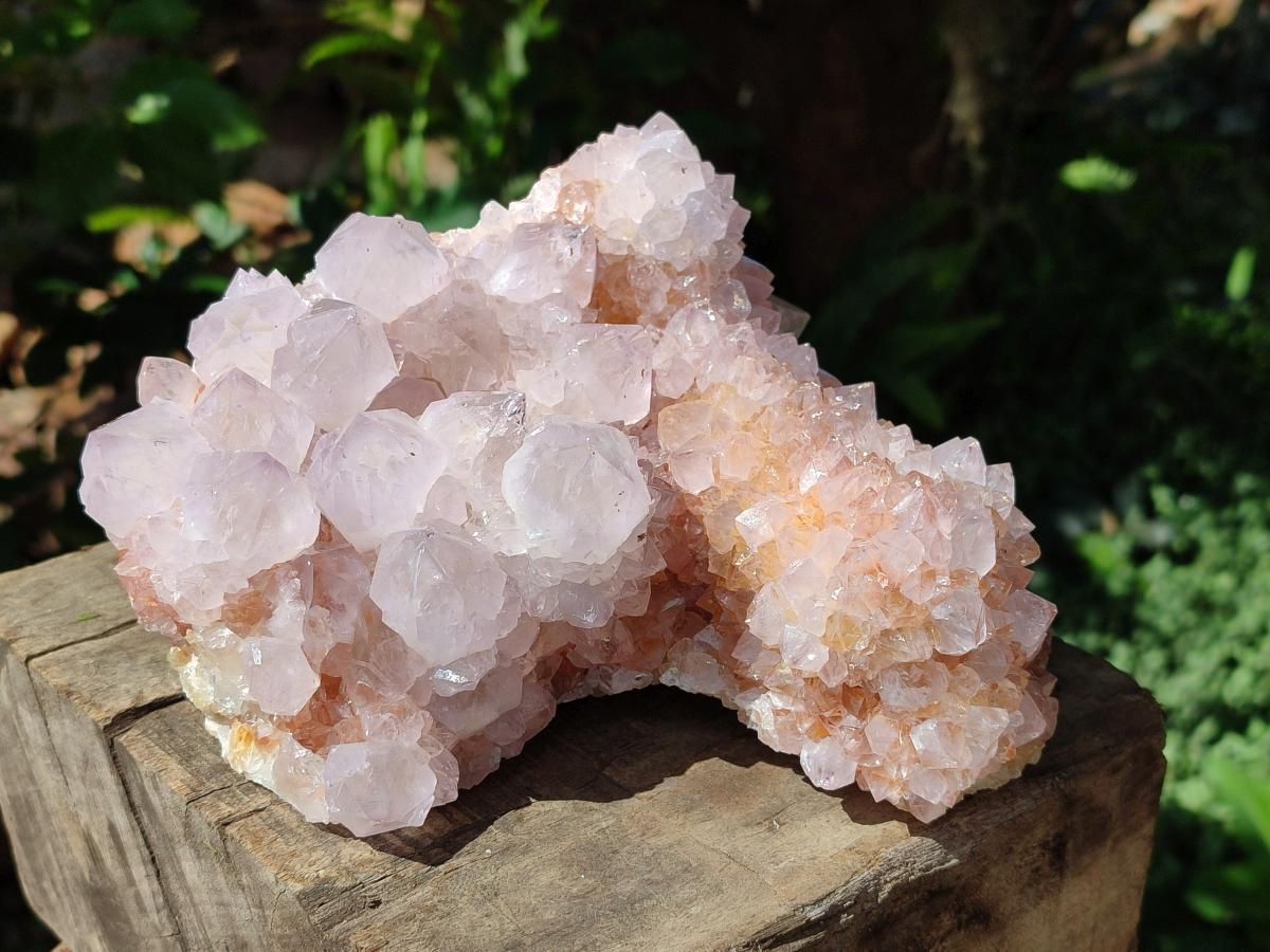 Natural Large Lilac Catcus Flower Amethyst Spirit Quartz Cluster x 1 From Boekenhouthoek, South Africa - Toprock Gemstones and Minerals 