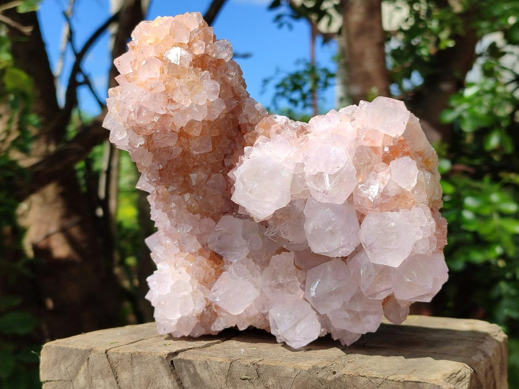 Natural Large Lilac Catcus Flower Amethyst Spirit Quartz Cluster x 1 From Boekenhouthoek, South Africa - Toprock Gemstones and Minerals 
