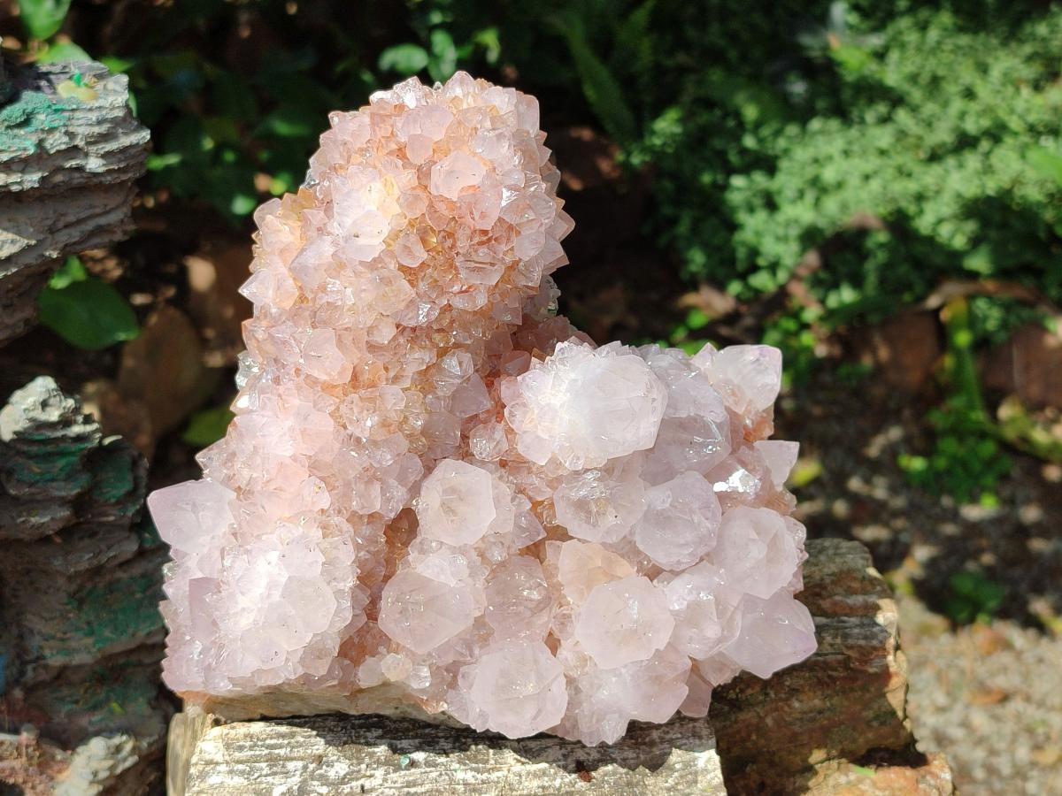 Natural Large Lilac Catcus Flower Amethyst Spirit Quartz Cluster x 1 From Boekenhouthoek, South Africa - Toprock Gemstones and Minerals 