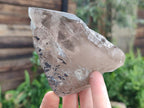 Natural Smokey Quartz Crystals x 6 From Zomba Plateau, Malawi - Toprock Gemstones and Minerals 