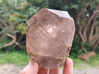 Natural Smokey Quartz Crystals x 6 From Zomba Plateau, Malawi - Toprock Gemstones and Minerals 