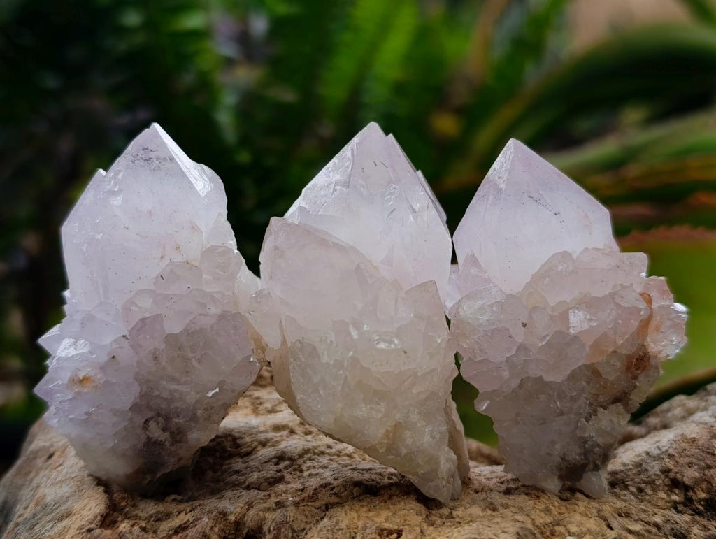 Natural Catcus Flower Spirit Quartz Crystals x 12 From Boekenhouthoek, South Africa - Toprock Gemstones and Minerals 