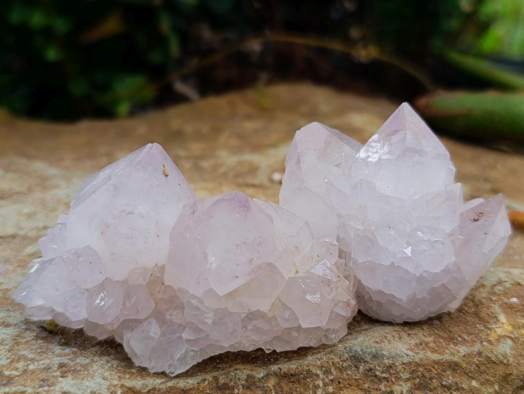 Natural Catcus Flower Spirit Quartz Crystals x 12 From Boekenhouthoek, South Africa - Toprock Gemstones and Minerals 