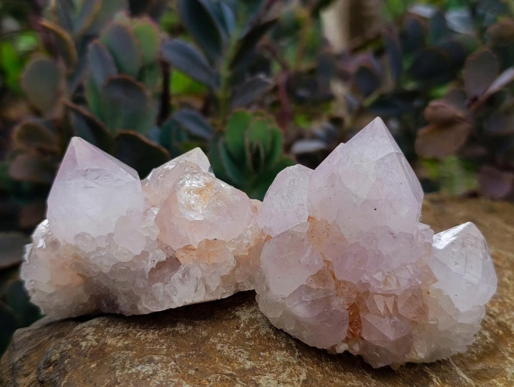 Natural Catcus Flower Spirit Quartz Crystals x 12 From Boekenhouthoek, South Africa - Toprock Gemstones and Minerals 