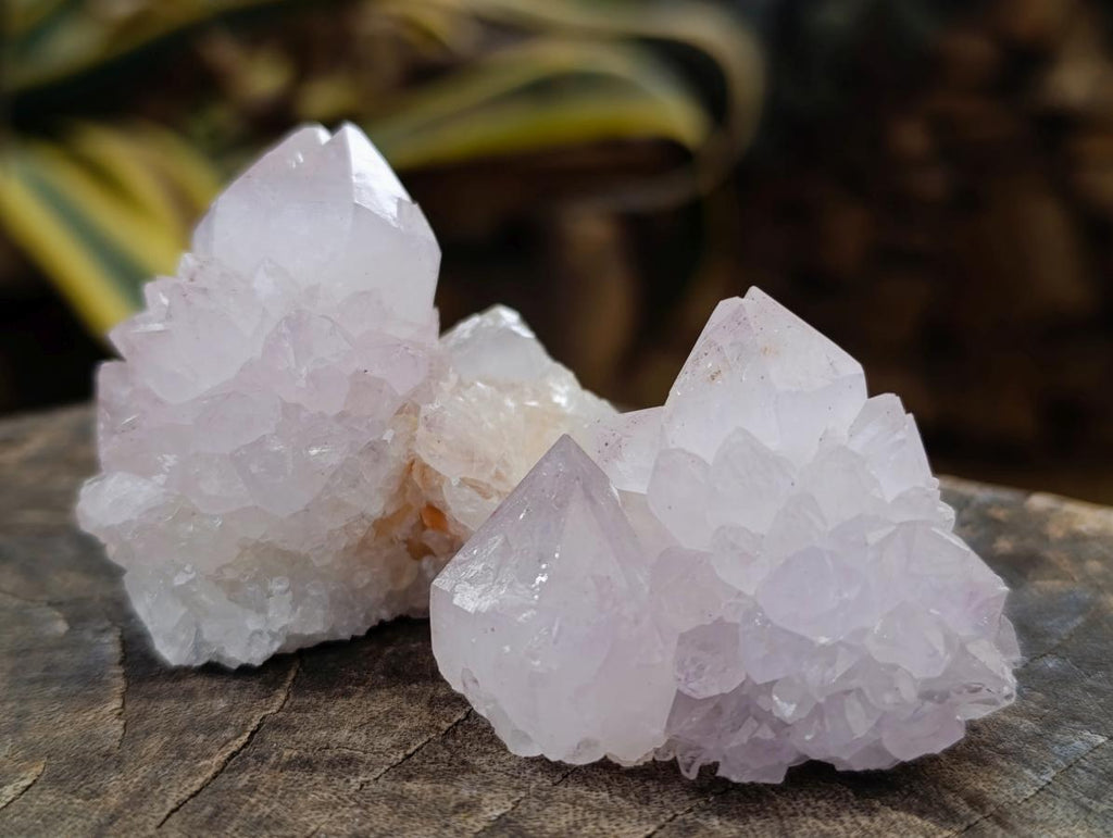 Natural Catcus Flower Spirit Quartz Crystals x 12 From Boekenhouthoek, South Africa - Toprock Gemstones and Minerals 