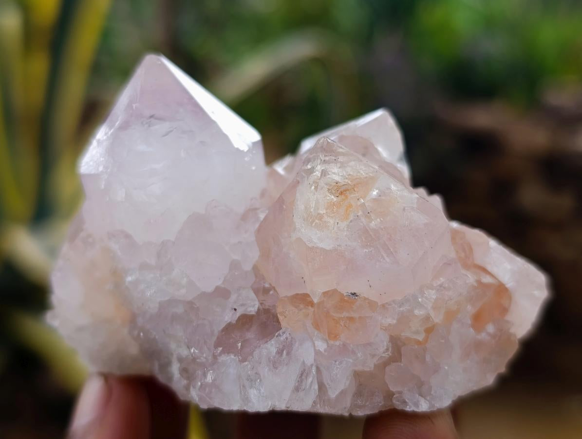 Natural Catcus Flower Spirit Quartz Crystals x 12 From Boekenhouthoek, South Africa - Toprock Gemstones and Minerals 