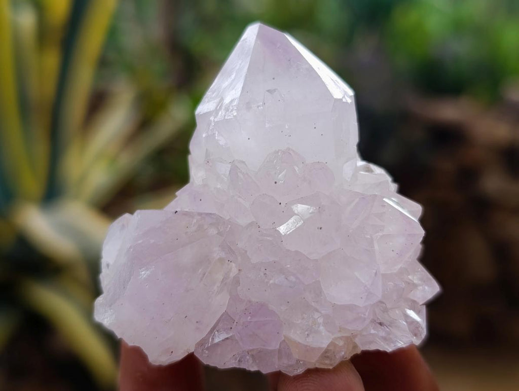 Natural Catcus Flower Spirit Quartz Crystals x 12 From Boekenhouthoek, South Africa - Toprock Gemstones and Minerals 