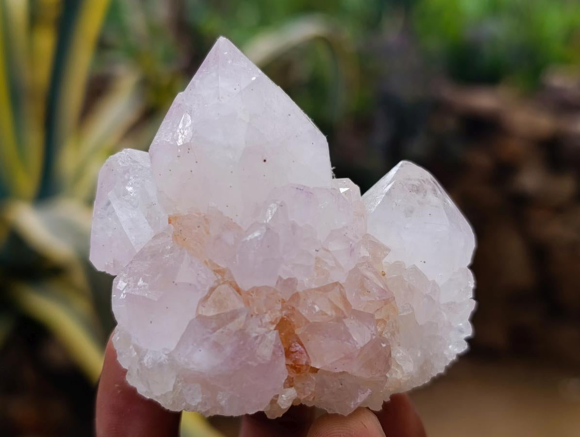 Natural Catcus Flower Spirit Quartz Crystals x 12 From Boekenhouthoek, South Africa