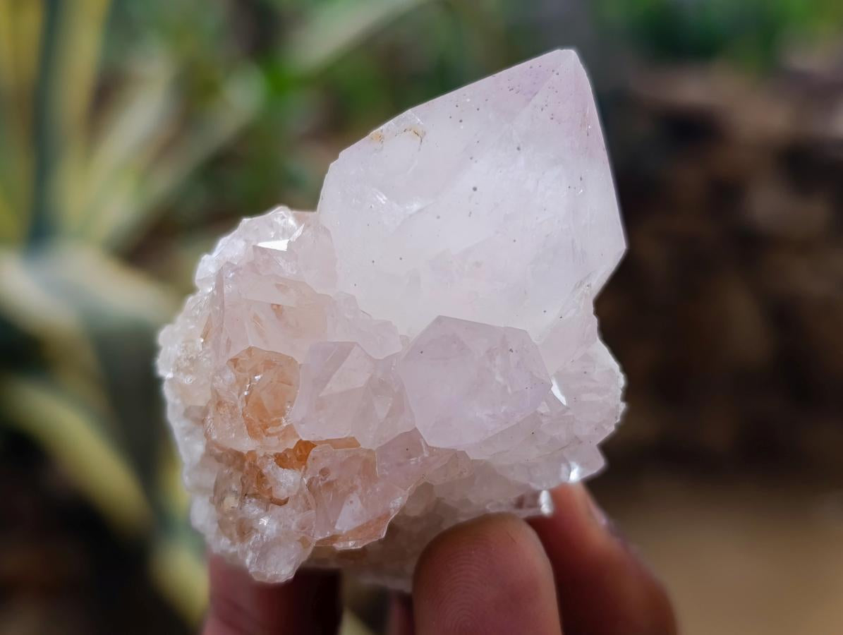 Natural Catcus Flower Spirit Quartz Crystals x 12 From Boekenhouthoek, South Africa - Toprock Gemstones and Minerals 