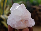 Natural Catcus Flower Spirit Quartz Crystals x 12 From Boekenhouthoek, South Africa - Toprock Gemstones and Minerals 