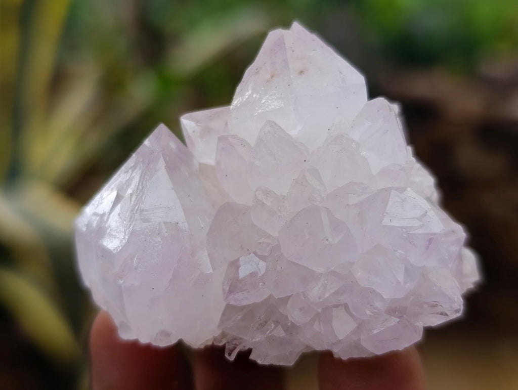 Natural Catcus Flower Spirit Quartz Crystals x 12 From Boekenhouthoek, South Africa - Toprock Gemstones and Minerals 