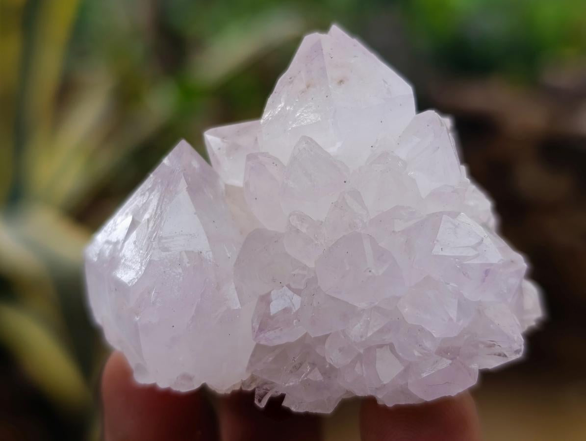Natural Catcus Flower Spirit Quartz Crystals x 12 From Boekenhouthoek, South Africa - Toprock Gemstones and Minerals 