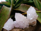 Natural Catcus Flower Spirit Quartz Crystals x 12 From Boekenhouthoek, South Africa - Toprock Gemstones and Minerals 