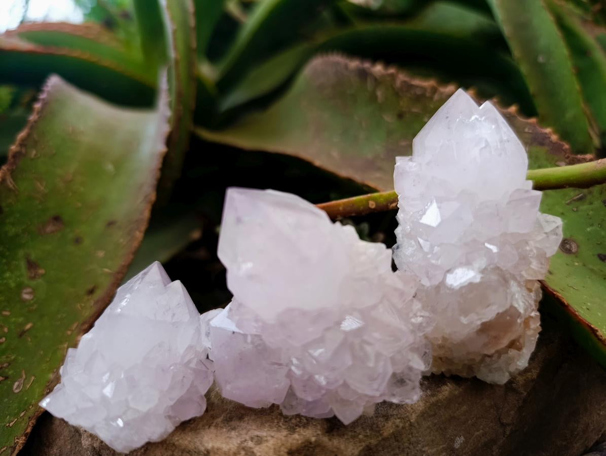 Natural Catcus Flower Spirit Quartz Crystals x 12 From Boekenhouthoek, South Africa - Toprock Gemstones and Minerals 
