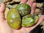 Polished Green Opal Palm Stones x 12 From Betroka, Madagascar - Toprock Gemstones and Minerals 