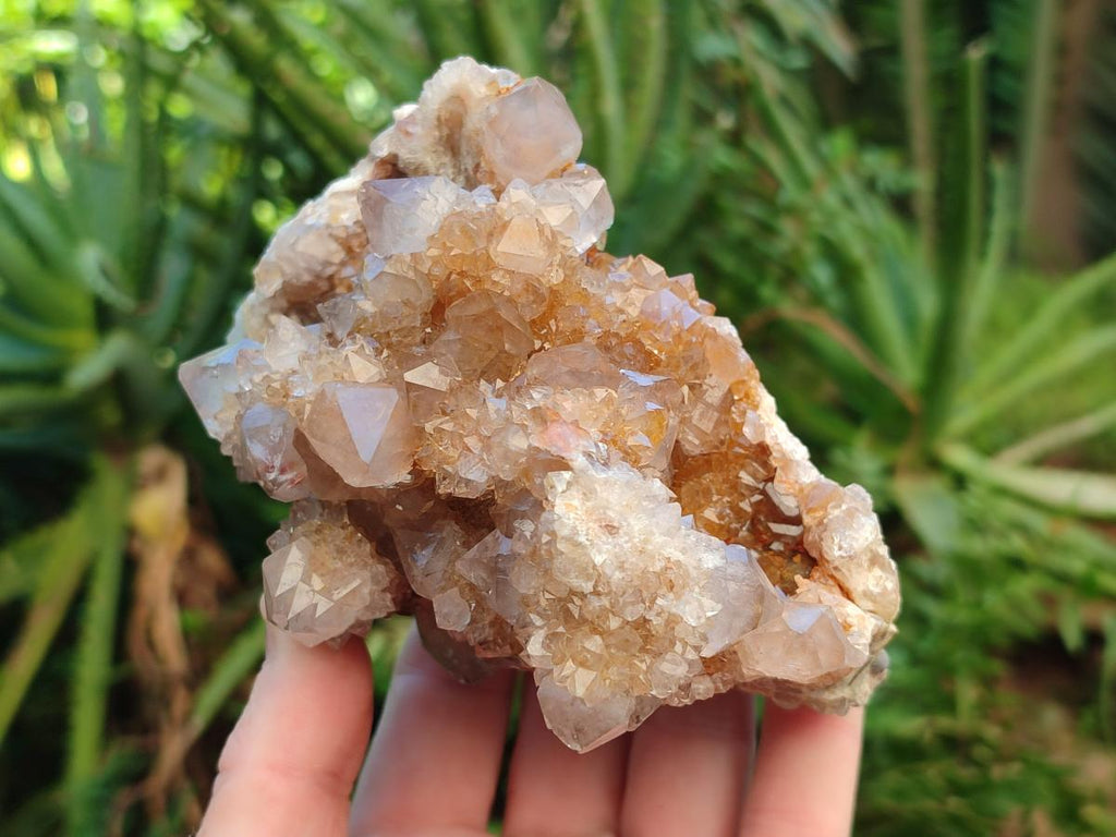 Natural Smokey Ametrine Spirit Clusters x 3 From Boekenhouthoek, South Africa - Toprock Gemstones and Minerals 