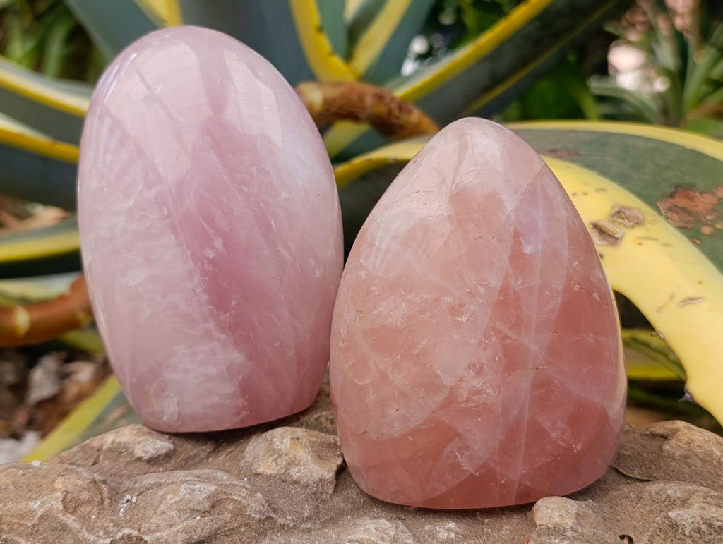 Polished Gemmy Rose Quartz Standing Free Forms x 2 From Madagascar - Toprock Gemstones and Minerals 