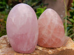 Polished Gemmy Rose Quartz Standing Free Forms x 2 From Madagascar - Toprock Gemstones and Minerals 