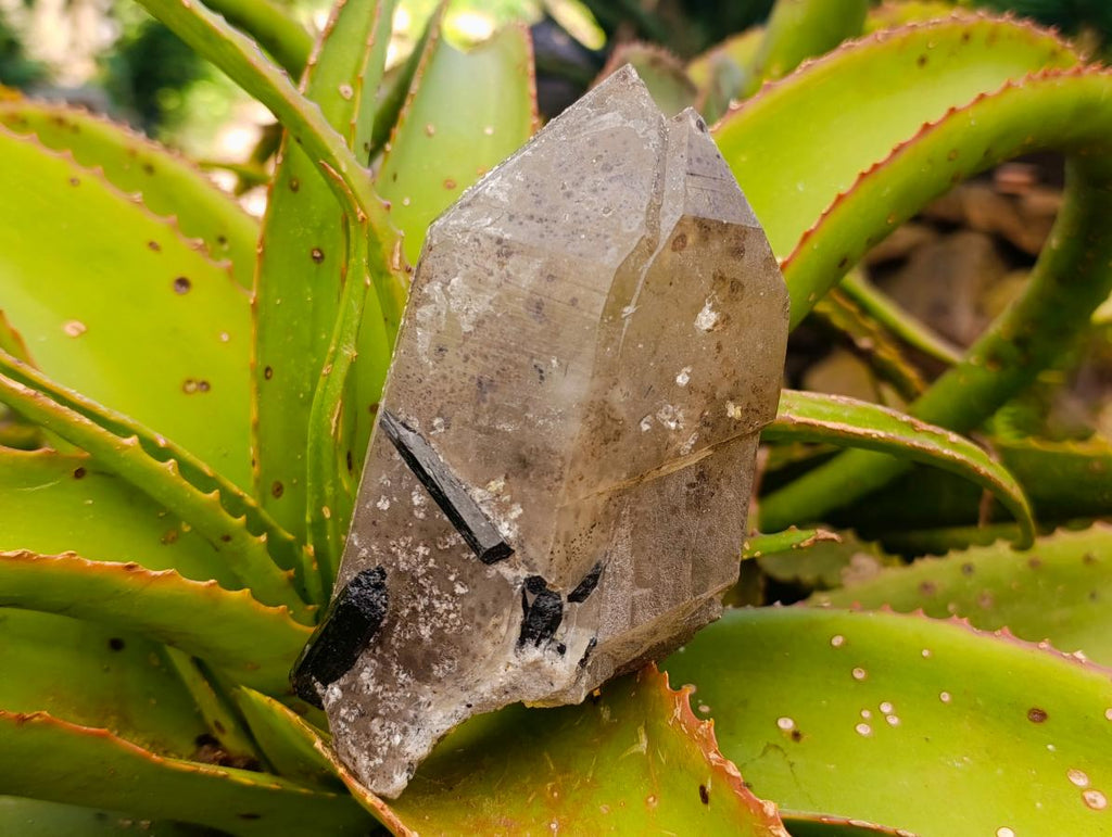 Natural Smokey Quartz with Black Tourmaline Specimens x 2 From Erongo, Namibia - Toprock Gemstones and Minerals 