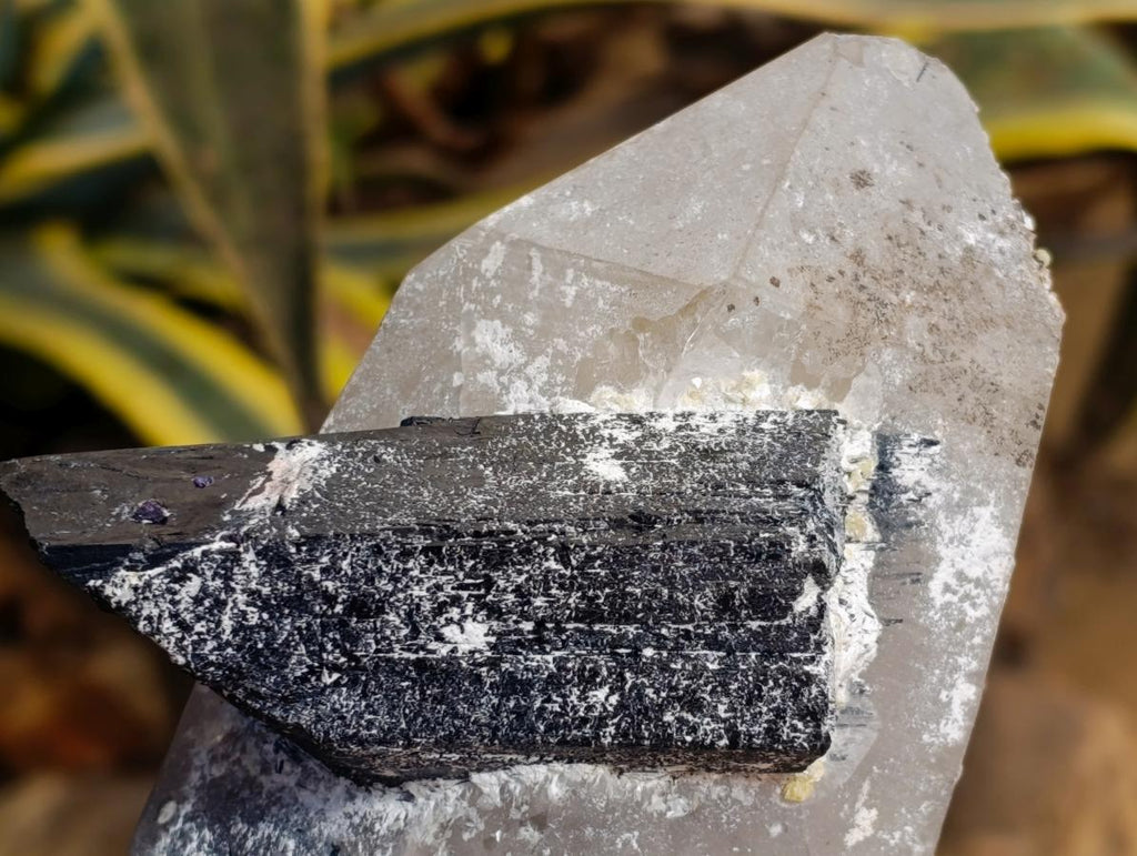 Natural Smokey Quartz with Black Tourmaline Specimens x 2 From Erongo, Namibia - Toprock Gemstones and Minerals 
