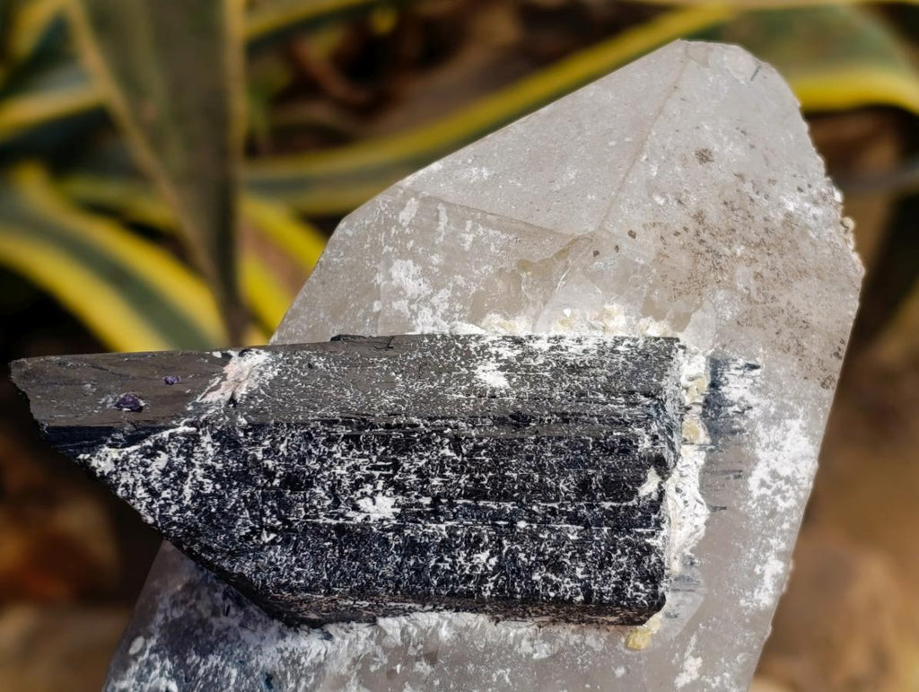 Natural Smokey Quartz with Black Tourmaline Specimens x 2 From Erongo, Namibia - Toprock Gemstones and Minerals 