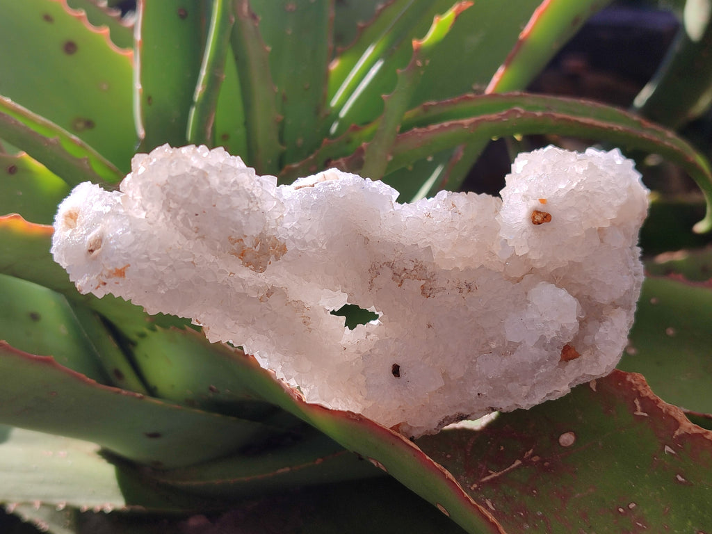 Natural Drusy Snow Finger Crystal Clusters x 12 From Albert's Mountain, Lesotho - Toprock Gemstones and Minerals 
