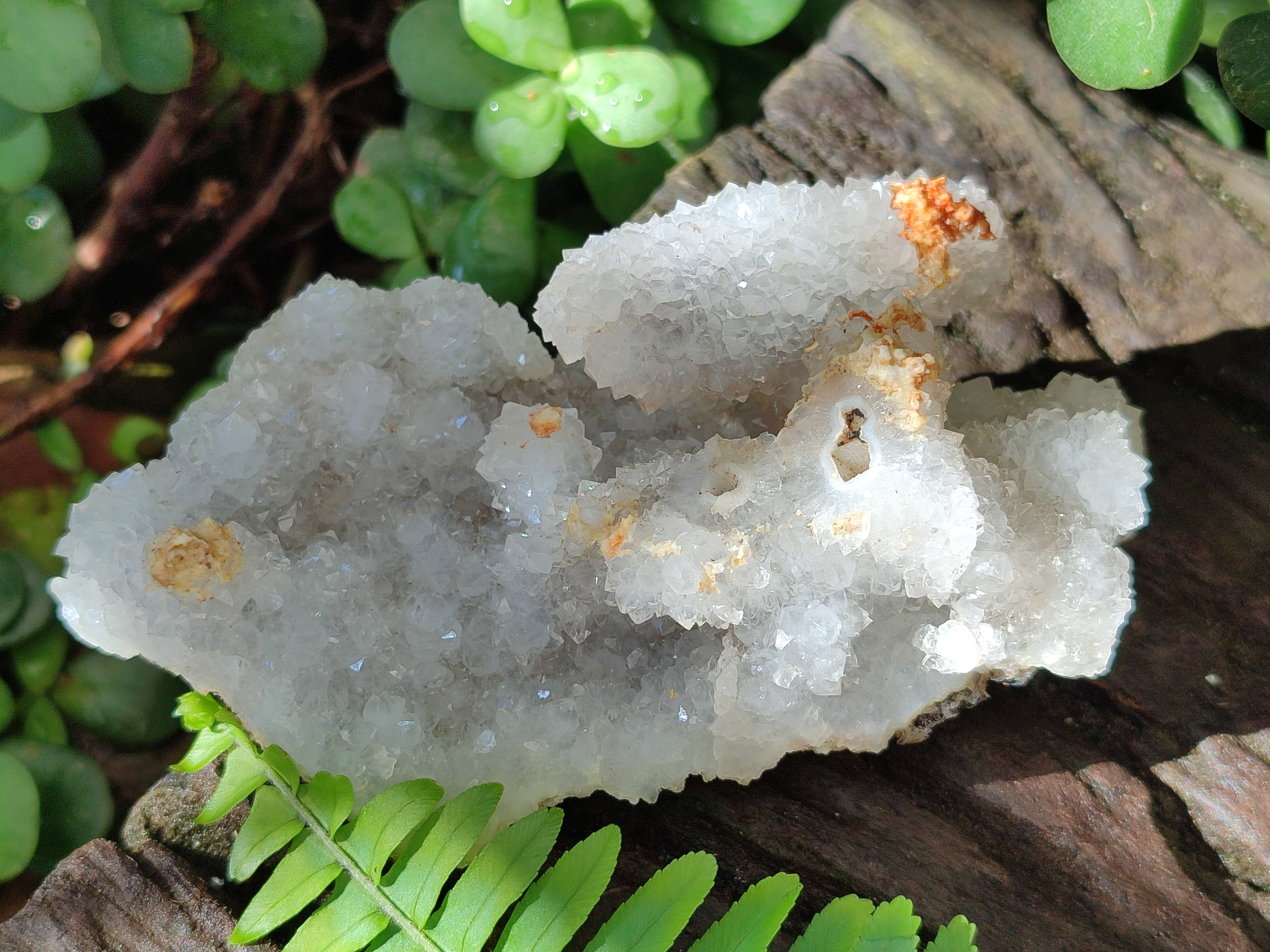 Natural Drusy Snow Finger Crystal Clusters x 12 From Albert's Mountain, Lesotho - Toprock Gemstones and Minerals 