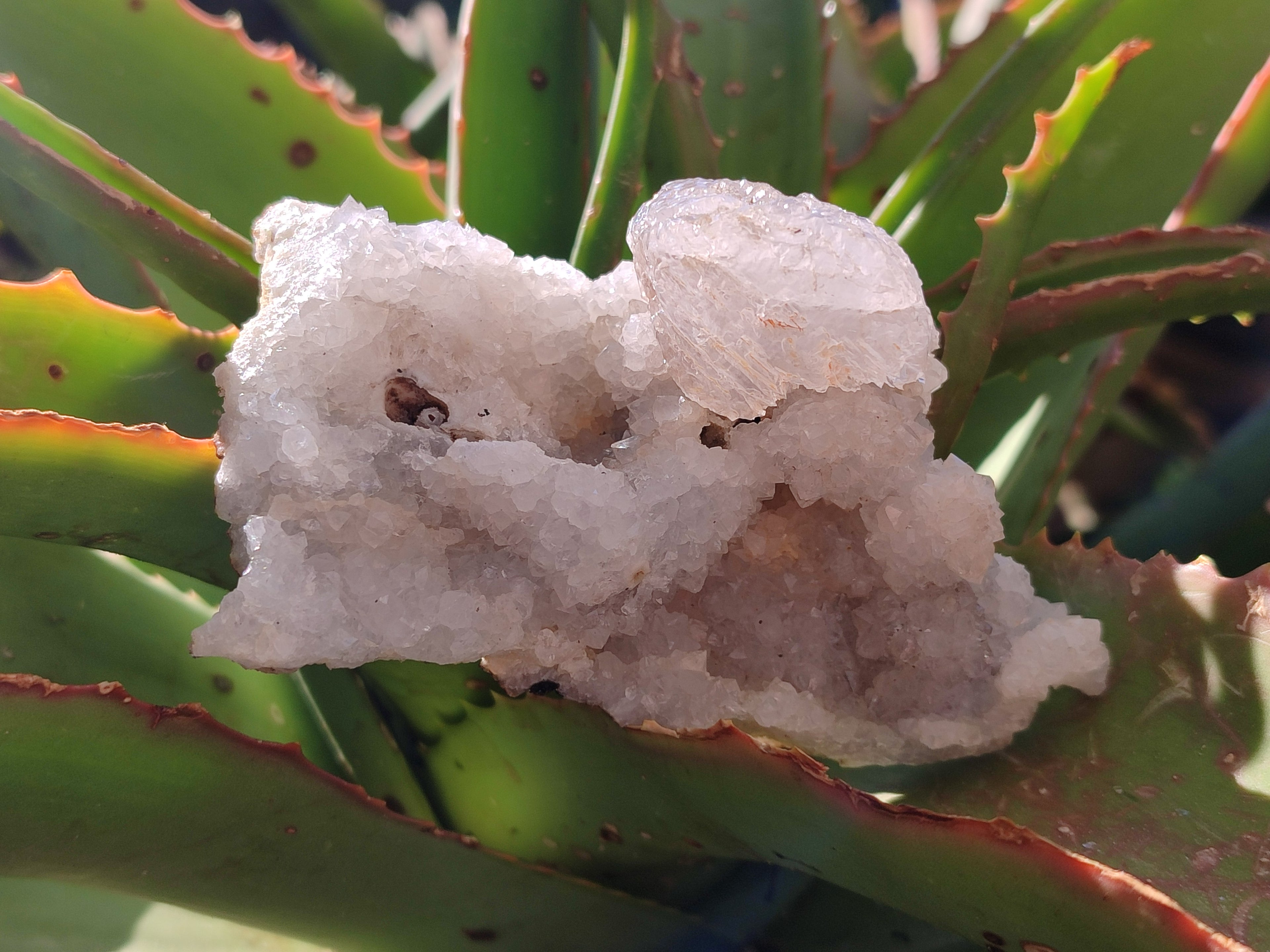 Natural Drusy Snow Finger Crystal Clusters x 12 From Albert's Mountain, Lesotho - Toprock Gemstones and Minerals 