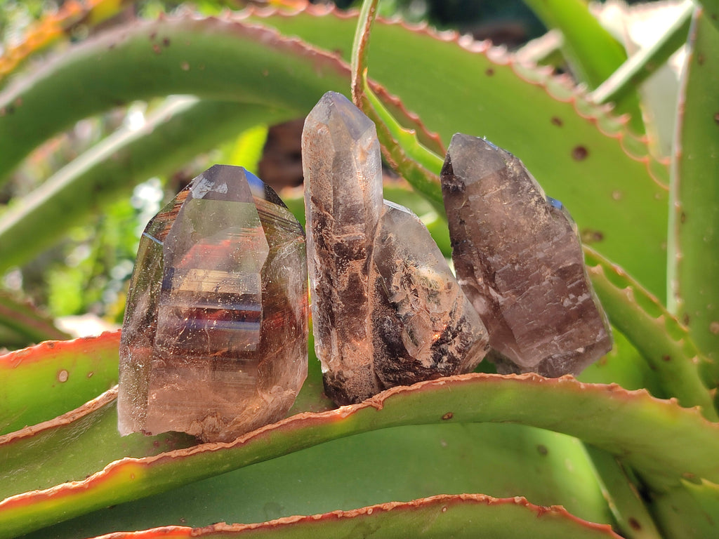 Natural Smokey Quartz Crystals x 35 From Mulanje, Malawi - Toprock Gemstones and Minerals 