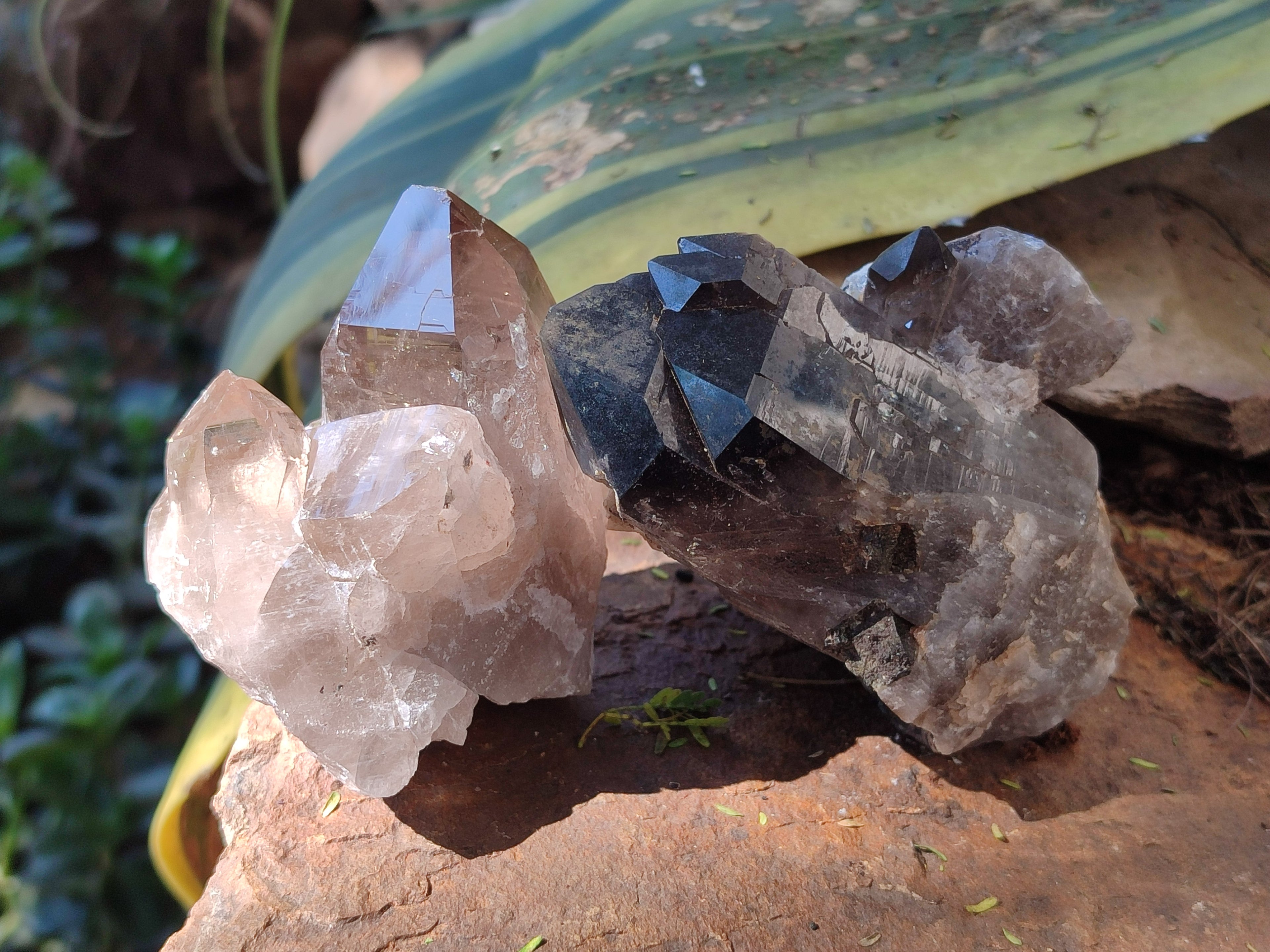 Natural Smokey Quartz Crystals x 6 From Zomba Plateau, Malawi - Toprock Gemstones and Minerals 