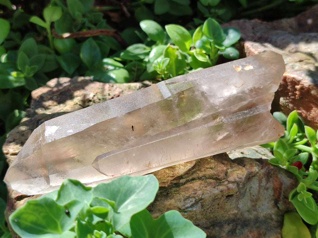 Natural Smokey Quartz Crystals x 6 From Zomba Plateau, Malawi - Toprock Gemstones and Minerals 
